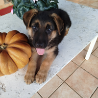 Cucciolo Pastore Tedesco