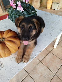 Cucciolo Pastore Tedesco
