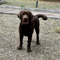 Labrador retriever chocolate con pedigree ENCI