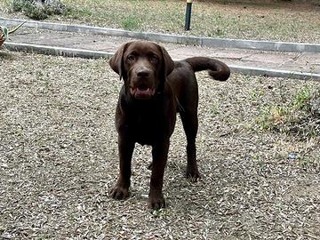 Labrador retriever chocolate con pedigree ENCI