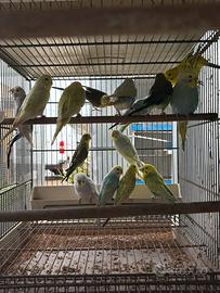 Cocorite pappagalli in molte mutazioni