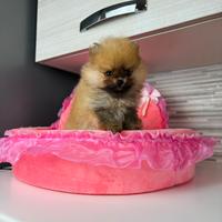 Cucciola volpino pomerania TOY 2 mesi ROSSA
