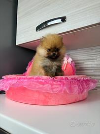 Cucciola volpino pomerania TOY 2 mesi ROSSA