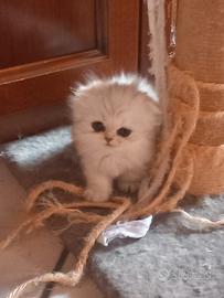 gattini miao femminucce e maschiett o