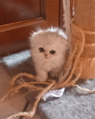 gattini miao femminucce e maschiett o