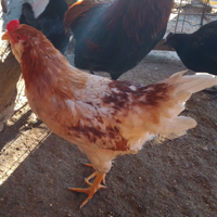 Galletto - figlie da uova azzurre - 20