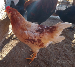 Galletto - figlie da uova azzurre - 24