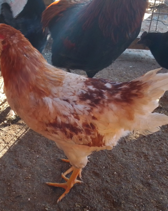 Galletto - figlie da uova azzurre - 20