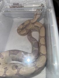 Boa snowglow t-vpi