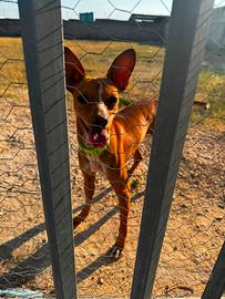 Misto basenji/cirneco allegro