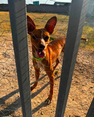 Misto basenji/cirneco allegro