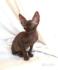 Gattini don sphynx vari colori