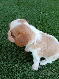 Cuccioli cavalier king
