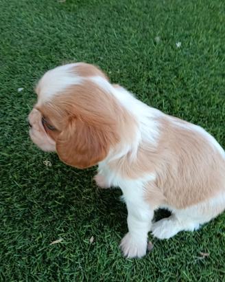 Cuccioli cavalier king