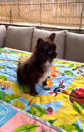 Chihuahua femmine giovani adulte pelo lungo