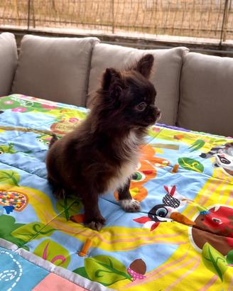 Chihuahua femmine giovani adulte pelo lungo