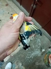 Cardellino major maschio