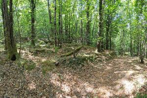 Bosco Monte San Giacomo (Tolceto)