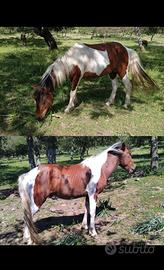Pony