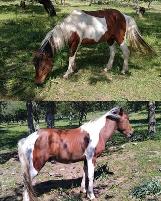 Pony