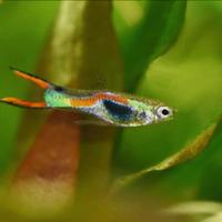 Pesci acquario dolce coppia endler