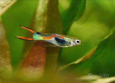 Pesci acquario dolce coppia endler