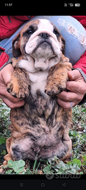 Bulldog inglese enci