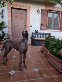 Weimaraner