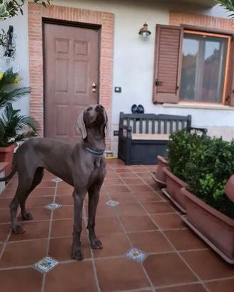 Weimaraner