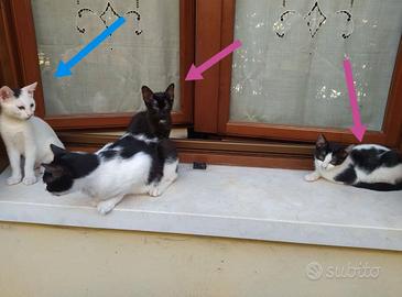 Gattini
