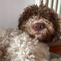 Lagotto per accoppiamento