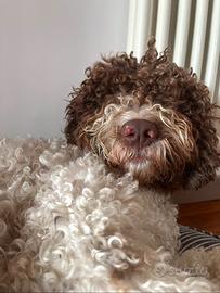 Lagotto per accoppiamento