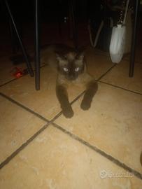 Gatto siamese