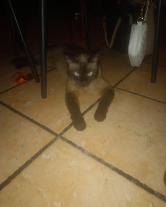 Gatto siamese