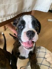 Cuccioli di boxer