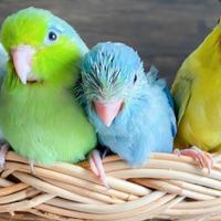 Coppia di Forpus Coelestis