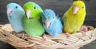 Coppia di Forpus Coelestis