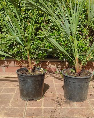 Chamaerops Humilis Varietà Cerifera 