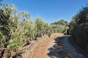 Appartamento nel verde a 6km dal mare