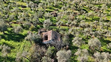 Terreno agricolo con uliveto e rudere - Viziliu, S