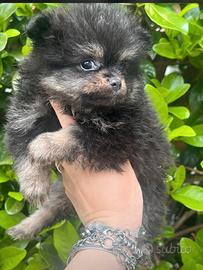 Pomerania