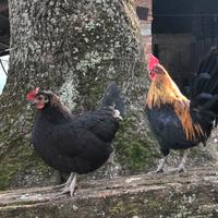 Galli Galline Pulcinotti Razza Francesina