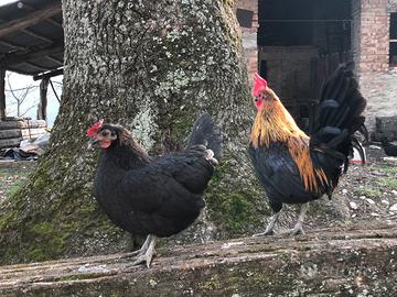 Galli Galline Pulcinotti Razza Francesina