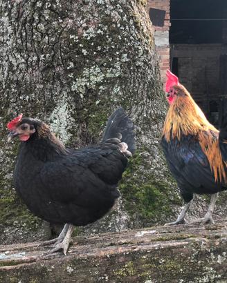 Galli Galline Pulcinotti Razza Francesina