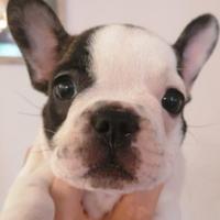 Cucciola di bulldog francese