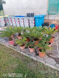 Lotto 13 Piante Cycas 