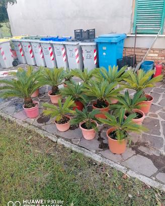 Lotto 13 Piante Cycas 