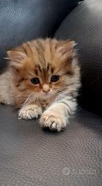 Gatti british longhair