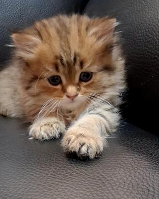 Gatti british longhair