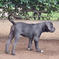 Cucciola grigia di cane corso
